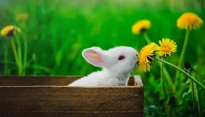 开云官方直播-CBA半程观察：季后赛大势已定 争冠还看粤辽疆